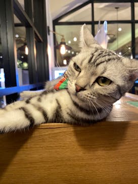 猫カフェモカ　池袋東口店に投稿された画像（2022/12/26）