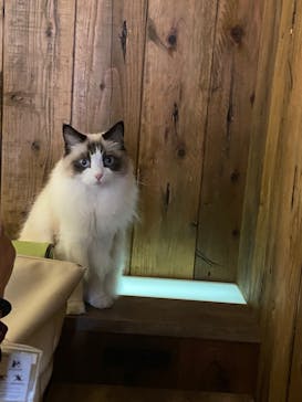 猫カフェモカ　池袋東口店に投稿された画像（2022/12/26）