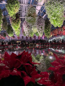 なばなの里に投稿された画像（2022/12/26）