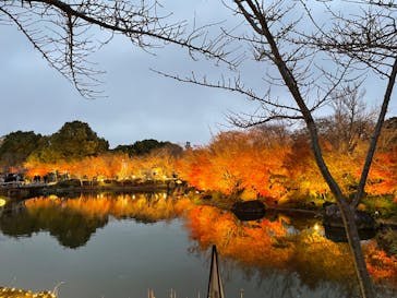 なばなの里に投稿された画像（2022/12/26）