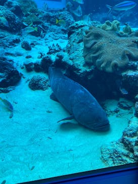 沖縄美ら海水族館に投稿された画像（2022/12/26）
