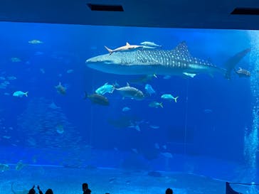 沖縄美ら海水族館に投稿された画像（2022/12/26）