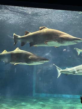 アクアワールド茨城県大洗水族館に投稿された画像（2022/12/26）