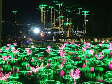 美らヤシパークオキナワ・東南植物楽園に投稿された画像（2022/12/26）