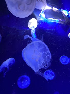 サンシャイン水族館に投稿された画像（2022/12/26）