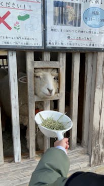 淡路ファームパーク イングランドの丘に投稿された画像（2022/12/26）