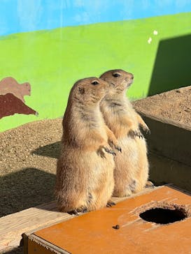 淡路ファームパーク イングランドの丘に投稿された画像（2022/12/26）