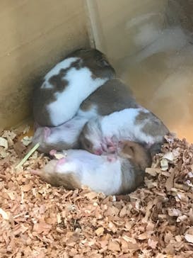 Moff animal cafe iias つくば店に投稿された画像（2022/12/26）