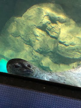 アクアワールド茨城県大洗水族館に投稿された画像（2022/12/26）