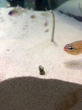 アクアワールド茨城県大洗水族館に投稿された画像（2022/12/26）
