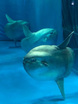 アクアワールド茨城県大洗水族館に投稿された画像（2022/12/26）