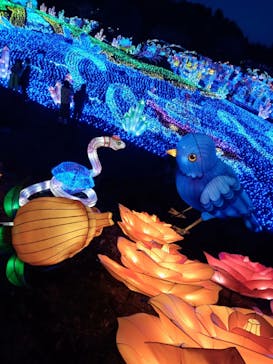 伊豆ぐらんぱる公園に投稿された画像（2022/12/26）