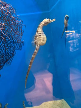 アクアワールド茨城県大洗水族館に投稿された画像（2022/12/26）