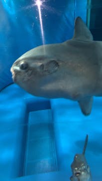 アクアワールド茨城県大洗水族館に投稿された画像（2022/12/26）