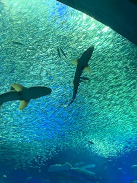 アクアワールド茨城県大洗水族館に投稿された画像（2022/12/26）