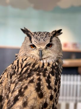 Moff animal cafe iias つくば店に投稿された画像（2022/12/26）