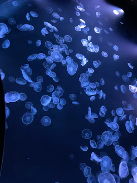 すみだ水族館に投稿された画像（2022/12/26）