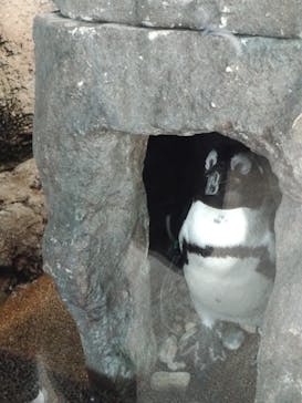 京都水族館に投稿された画像（2022/12/26）