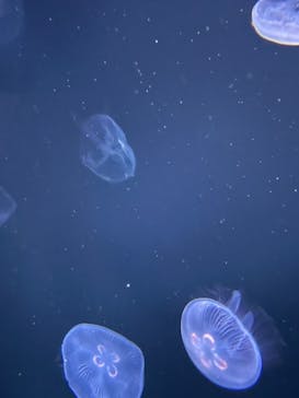 サンシャイン水族館に投稿された画像（2022/12/26）