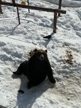 のぼりべつクマ牧場に投稿された画像（2022/12/26）