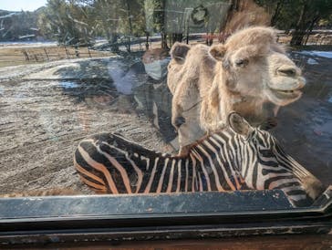 秋吉台自然動物公園 サファリランドに投稿された画像（2022/12/26）