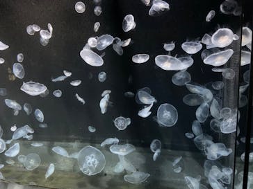 伊豆・三津シーパラダイスに投稿された画像（2022/12/26）