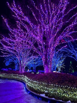 なばなの里に投稿された画像（2022/12/26）