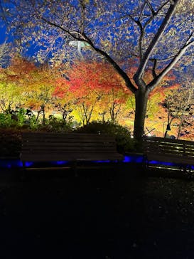 なばなの里に投稿された画像（2022/12/26）