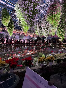 なばなの里に投稿された画像（2022/12/26）