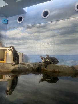 新江ノ島水族館に投稿された画像（2022/12/26）