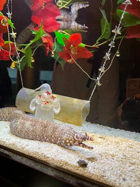 新江ノ島水族館に投稿された画像（2022/12/26）