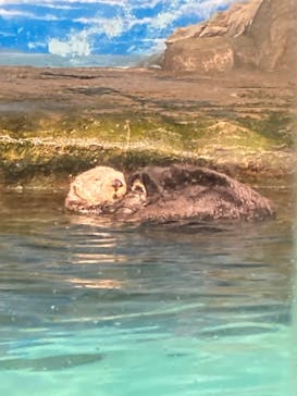 マリンワールド海の中道に投稿された画像（2022/12/26）