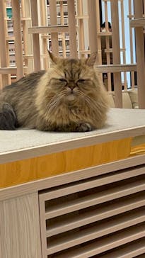 猫カフェモカ　イオンモール幕張新都心店に投稿された画像（2022/12/27）