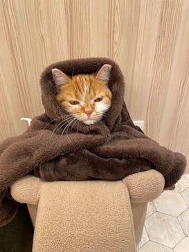 猫カフェモカ　イオンモール幕張新都心店に投稿された画像（2022/12/27）