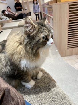 猫カフェモカ　イオンモール幕張新都心店に投稿された画像（2022/12/27）