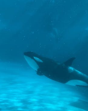 鴨川シーワールドに投稿された画像（2022/12/27）