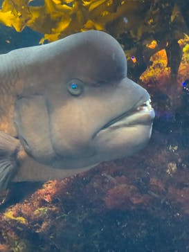 新江ノ島水族館に投稿された画像（2022/12/27）