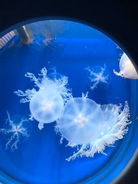 新江ノ島水族館に投稿された画像（2022/12/27）