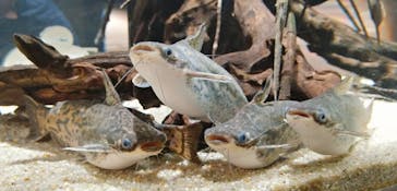 カワスイ 川崎⽔族館に投稿された画像（2022/12/27）