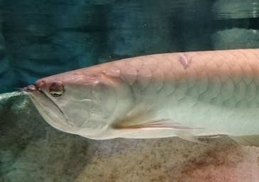 カワスイ 川崎⽔族館に投稿された画像（2022/12/27）