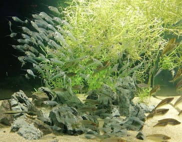 カワスイ 川崎⽔族館に投稿された画像（2022/12/27）