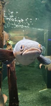 カワスイ 川崎⽔族館に投稿された画像（2022/12/27）