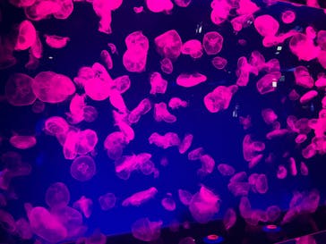 名古屋港水族館に投稿された画像（2022/12/27）