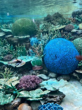 名古屋港水族館に投稿された画像（2022/12/27）