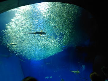 アクアワールド茨城県大洗水族館に投稿された画像（2022/12/27）