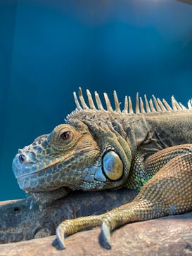 Moff animal cafe iias つくば店に投稿された画像（2022/12/27）