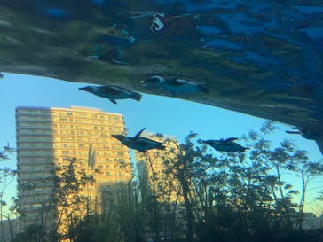 サンシャイン水族館に投稿された画像（2022/12/27）