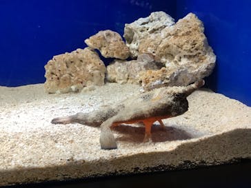 サンシャイン水族館に投稿された画像（2022/12/27）