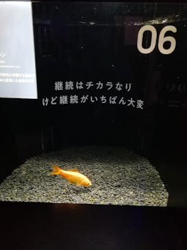 横浜開運水族館 フォーチュンアクアリウムに投稿された画像（2022/12/27）