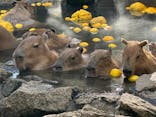 伊豆シャボテン動物公園に投稿された画像（2022/12/28）